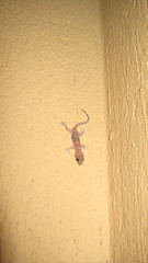 Hemidactylus turcicus