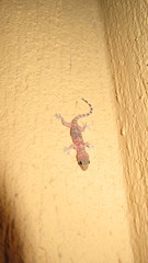 Hemidactylus turcicus
