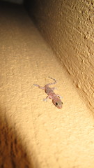Hemidactylus turcicus