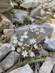 Allium subhirsutum