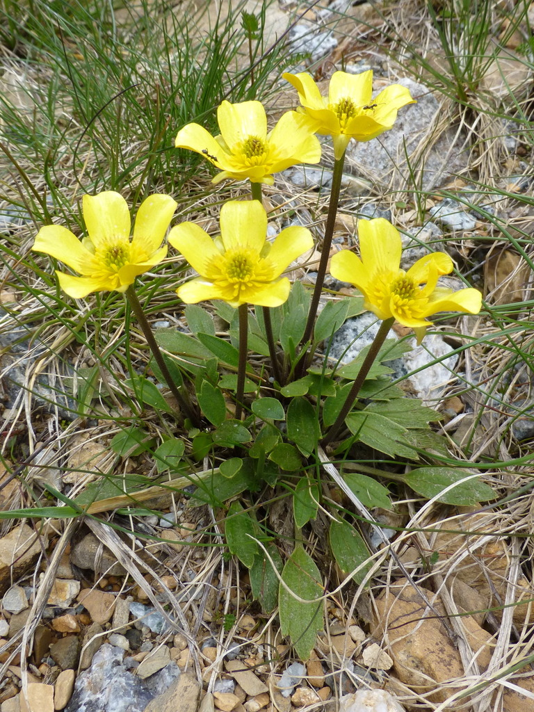 felted buttercup