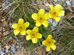 Ranunculus muelleri