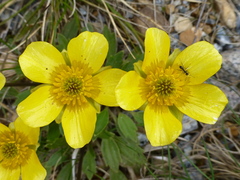 Ranunculus muelleri