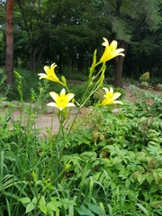 Hemerocallis lilioasphodelus