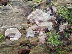 Phlebia centrifuga