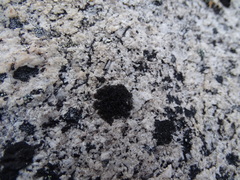 Pseudephebe minuscula