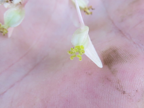 Image of Begonia angularis by (c) Victor Farjalla Pontes, some rights reserved (CC BY)