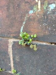 Asplenium ruta-muraria