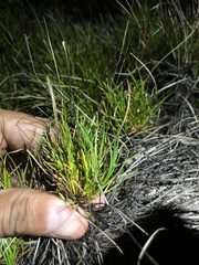 Isolepis rubicunda