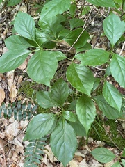 Schisandra glabra