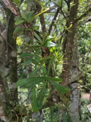 Crescentieae