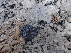 Phaeophyscia sciastra