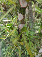 Crescentieae