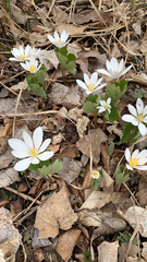 Sanguinaria canadensis