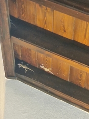 Ptyodactylus hasselquistii