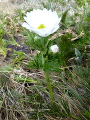 Ranunculus anemoneus
