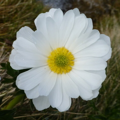Ranunculus anemoneus