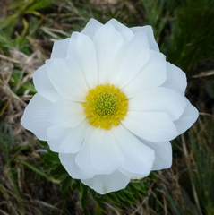 Ranunculus anemoneus