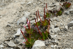 Epilobium crassum