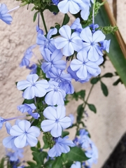 Plumbago auriculata