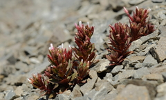 Epilobium pycnostachyum