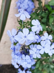 Plumbago auriculata