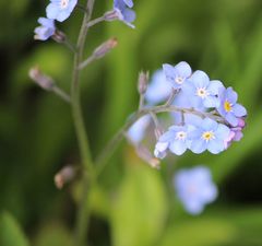 Myosotis sylvatica