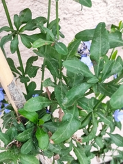 Plumbago auriculata