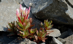 Epilobium pycnostachyum