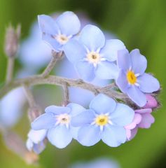 Myosotis sylvatica