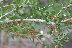 Schaefferia cuneifolia