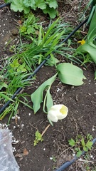 Tulipa