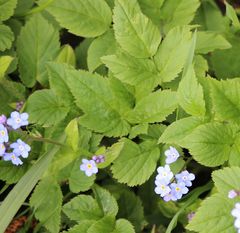 Myosotis sylvatica