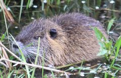 Myocastor coypus