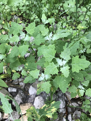 Chenopodium album — photo 2