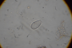 Euglypha