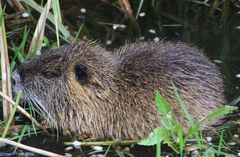 Myocastor coypus