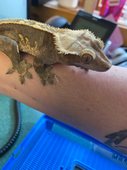Correlophus