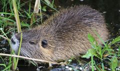Myocastor coypus