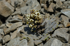 Notothlaspi rosulatum