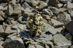 Notothlaspi rosulatum