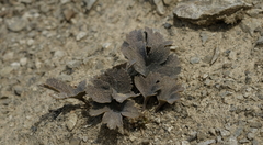 Ranunculus crithmifolius
