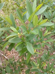 Karwinskia humboldtiana