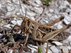 Schistocerca americana