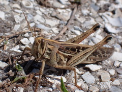 Schistocerca americana