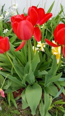 Tulipa