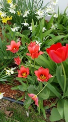 Tulipa