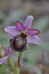 Ophrys sphegodes aveyronensis