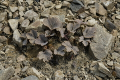 Ranunculus crithmifolius