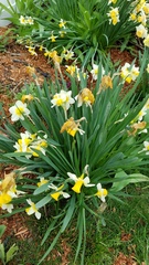 Narcissus